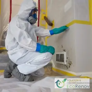 Experts in Basement Mold Removal