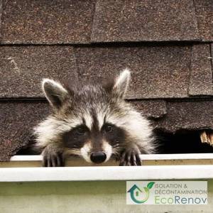 Presence of Rodents in the Attic