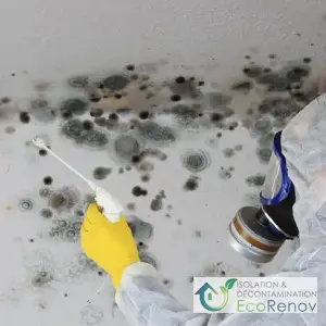 Mold Removal Work