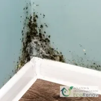 Reasons to Have Mold in Home