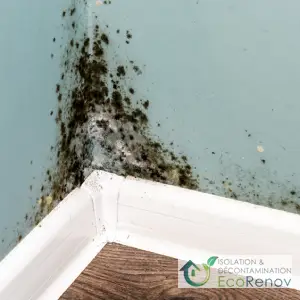 Mold in the Apartment: What to Do